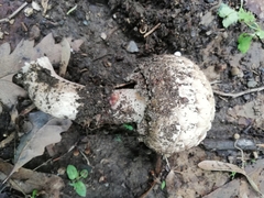 Agaricus augustus