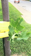Liriodendron tulipifera