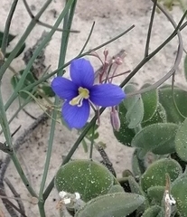 Heliophila refracta