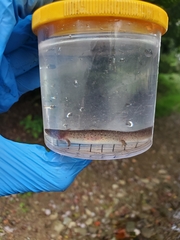 Pseudotriton ruber ruber