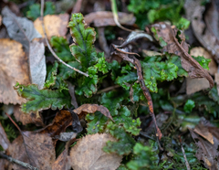 Marchantia polymorpha polymorpha
