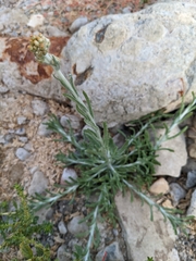Helichrysum luteoalbum