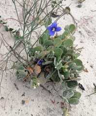 Heliophila refracta