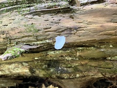 Pseudohydnum gelatinosum