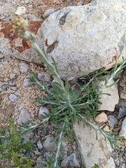 Helichrysum luteoalbum