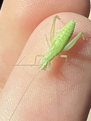Oecanthus
