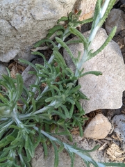 Helichrysum luteoalbum