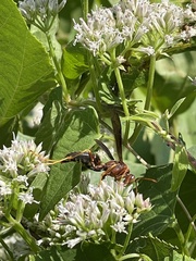 Polistes metricus