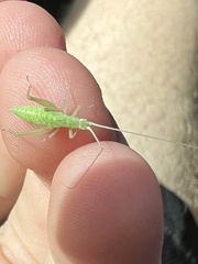 Oecanthus