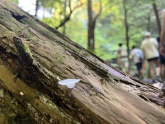 Pseudohydnum gelatinosum