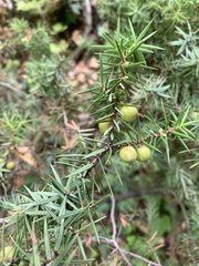 Juniperus oxycedrus