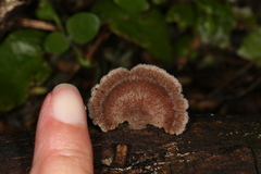 Schizophyllum commune
