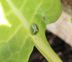 Cassida dorsovittata