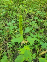 Agastache nepetoides