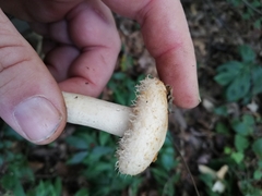Lactarius mairei