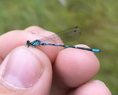 Coenagrion johanssoni