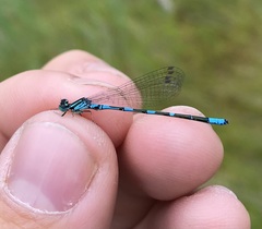 Coenagrion johanssoni