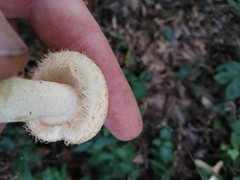 Lactarius mairei