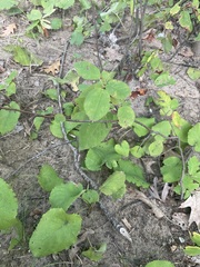 Amelanchier alnifolia