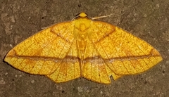 Periclina syctaria