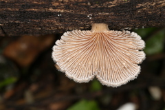 Schizophyllum commune