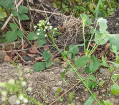 Capsella bursa-pastoris