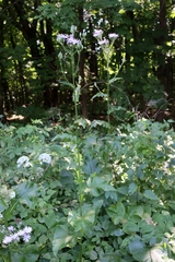 Cicerbita macrophylla uralensis