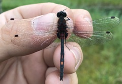 Leucorrhinia dubia