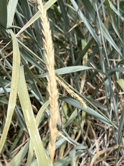 Leymus cinereus