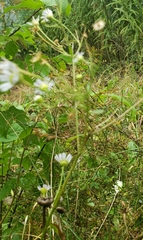 Erigeron annuus