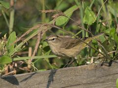 Setophaga palmarum palmarum