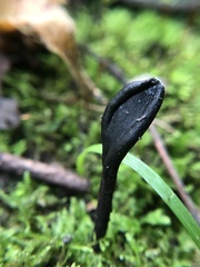 Geoglossum