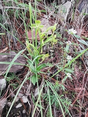 Habenaria jaliscana