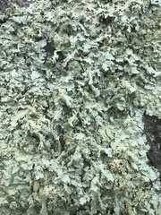 Flavoparmelia baltimorensis