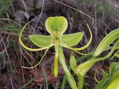 Habenaria jaliscana