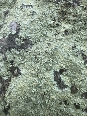 Flavoparmelia baltimorensis