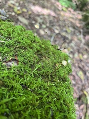 Marasmius capillaris