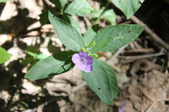 Ruellia strepens