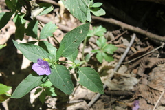 Ruellia strepens