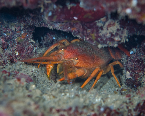 Palinurellus wieneckii observed 2022-09-13