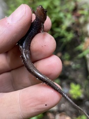 Desmognathus orestes