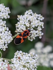 Tropidothorax leucopterus