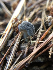 Helvella macropus