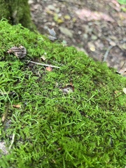 Marasmius capillaris