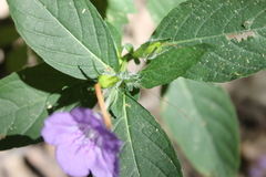 Ruellia strepens
