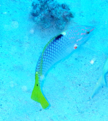 Halichoeres hortulanus