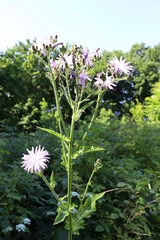 Cicerbita macrophylla uralensis