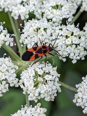 Tropidothorax leucopterus
