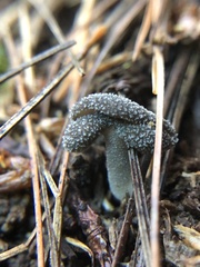 Helvella macropus