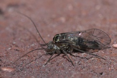 Hyalopsocus